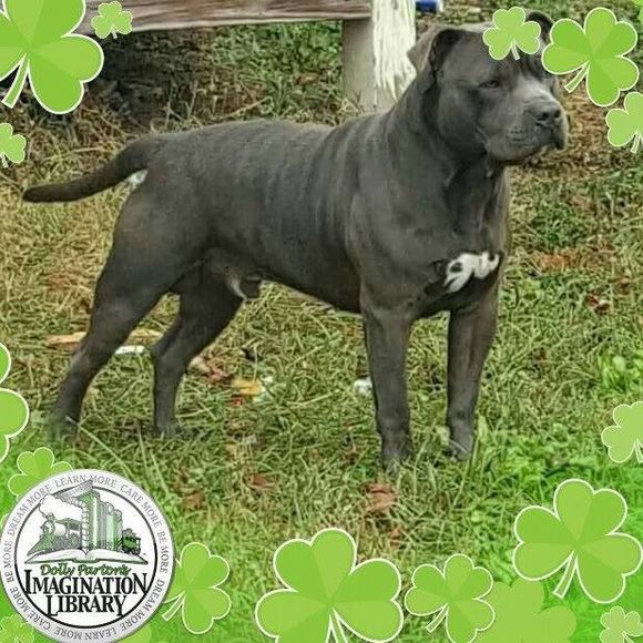 Meet your Posher, Chris - Picture 1 of 1